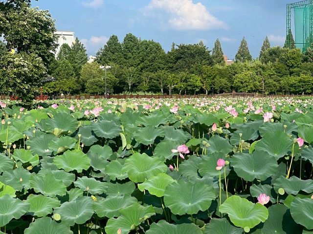 Deokjin Park Day View 