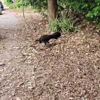 Seen in North Sydney 
