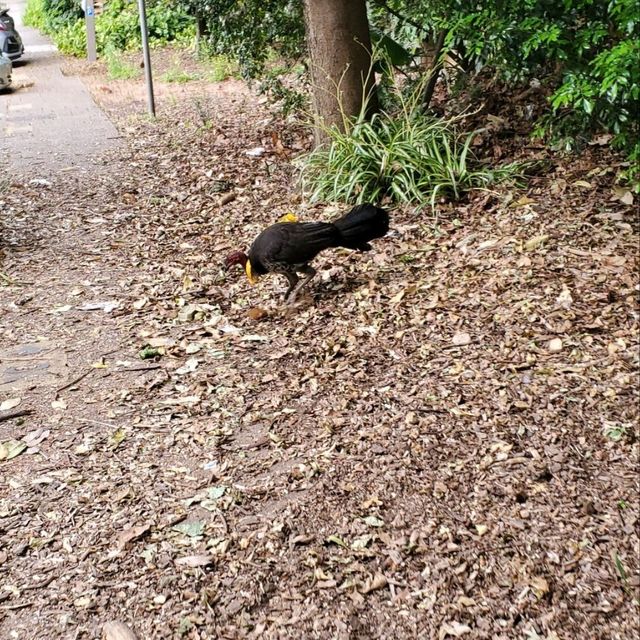 Seen in North Sydney 
