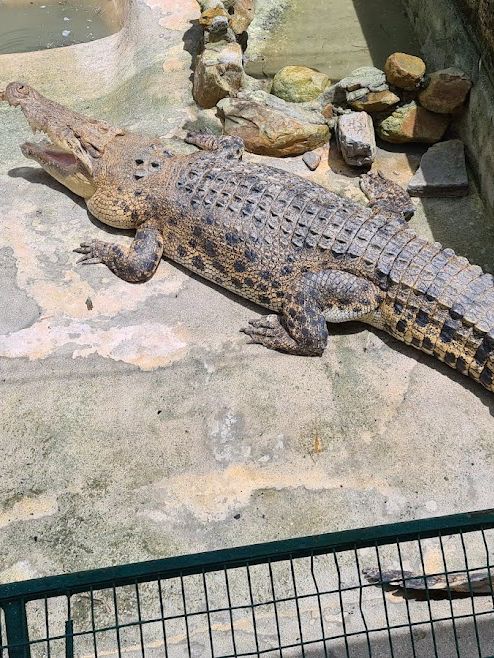 Crocodile Adventureland Langkawi 🐊✨