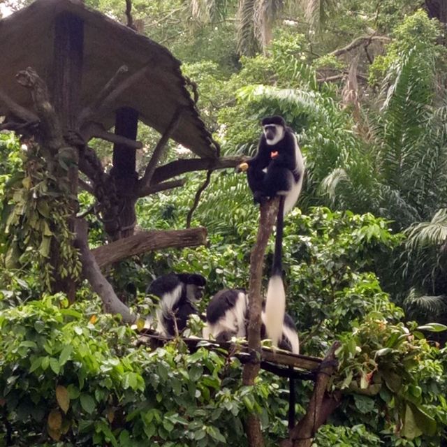 Campany Family Day @ Singapore Zoo