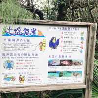 【奄美大島　土盛海岸】ブルーエンジェル🌊✨