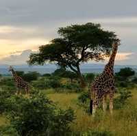 21 day Uganda safaris,wildlife and adventure 