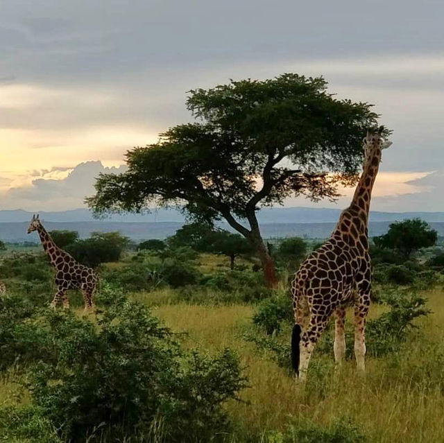 21 day Uganda safaris,wildlife and adventure 