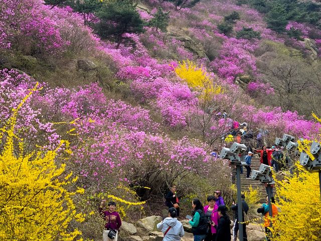 봄꽃들의 향연이 펼쳐지는 환상적인 풍경, 주산수곡(珠山水谷)