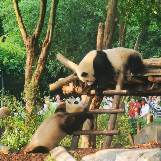 China Bucket list: Pandas & babies ticked!! 