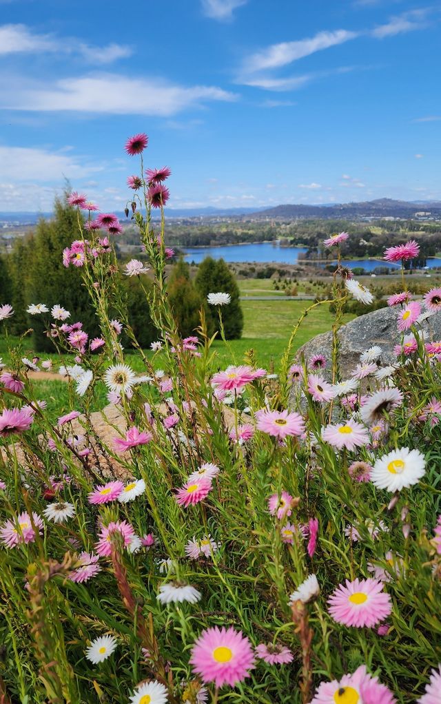 Enjoy the flowers at Canberra Arboretum.