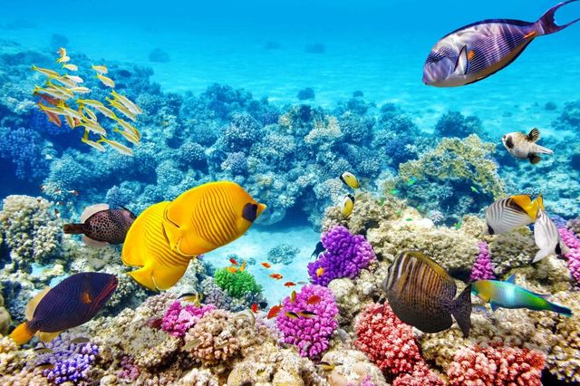 Australia's Great Barrier Reef - Nature's Masterpiece