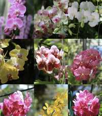 Spring is all about going to see flowers 🌸🌸 | National 
Orchid Garden