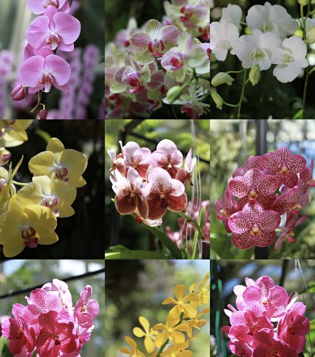 Spring is all about going to see flowers 🌸🌸 | National 
Orchid Garden