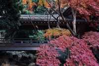 Just second to Sensoji Temple in age, yet it possesses a national treasure Buddha statue.