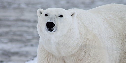Kindercollege: De Noordpool | Bibliotheek Veldhoven