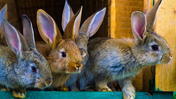 Building Your Best Herd: Meat Rabbit Selection & Evaluation | Wheeler Historic Farm Outdoor Education Center