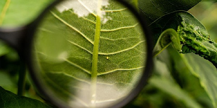 Mission Monarque | Belvédère Kondiaronk