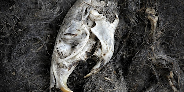 Bones and body bits at NWT Pigneys Wood (EDU FAMILY) | Norfolk Wildlife Trust Pigneys Wood