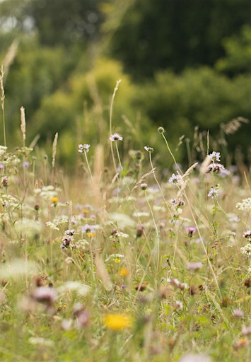 Meadows made simple: creation, management and plant identification | Quince Honey Farm