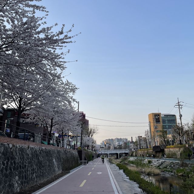 사계절 언제든 걷기 좋은 성북천 산책로