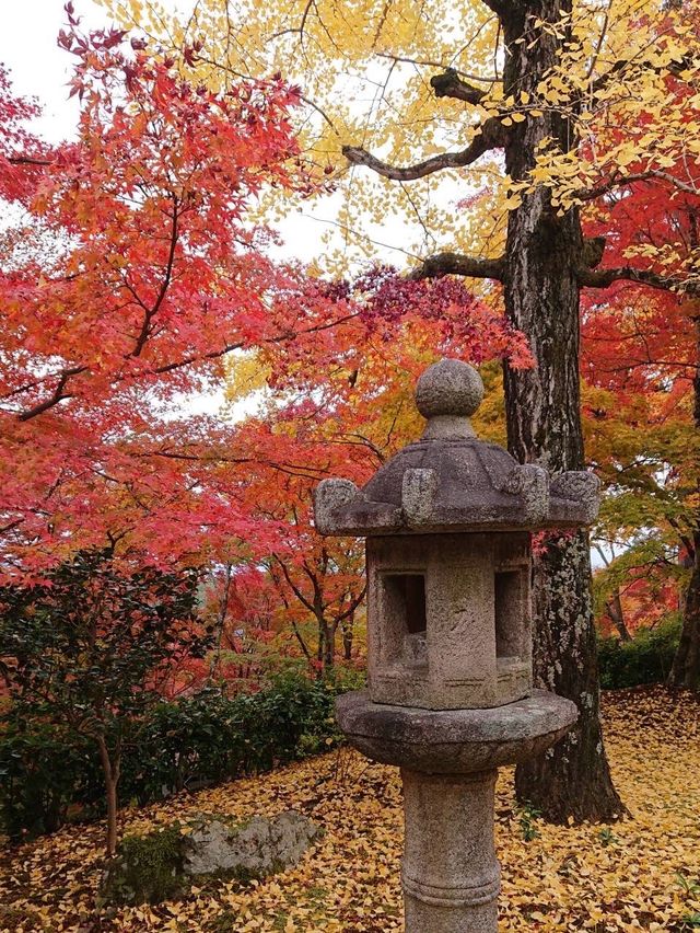 今年の京都の紅葉🍁