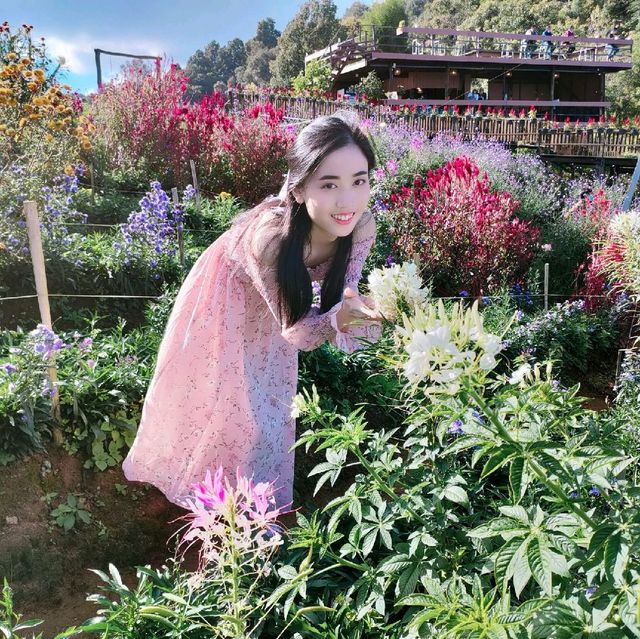 ไปดูดอกไม้สวยๆ ที่ม่อนแจ่มกัน