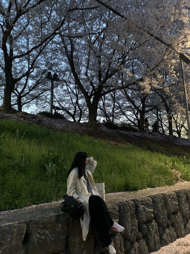 [대구] 벚꽃 명소 아양교 기찻길 🚞🌸🌸💗