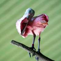 Day Out @ Bird Park
