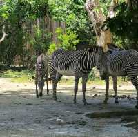 新加坡動物園