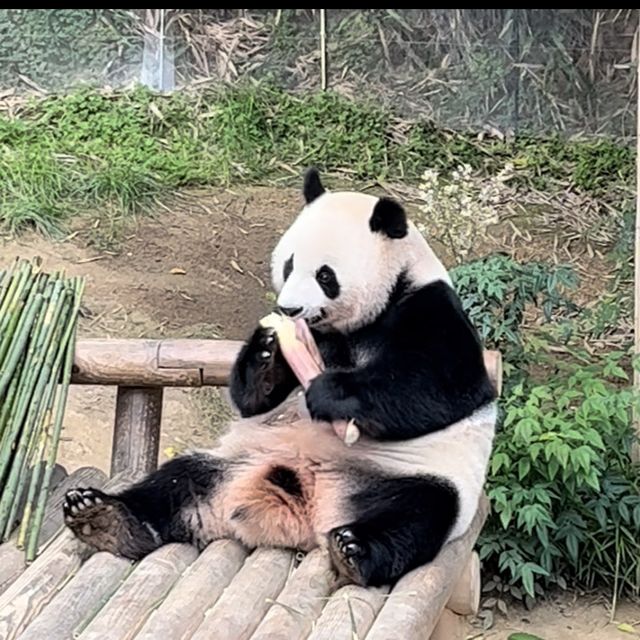비오는 날 에버랜드 뽕뽑기🎡🚂