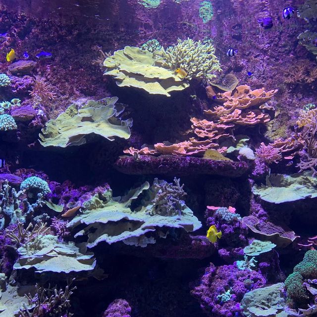 Seville aquarium 