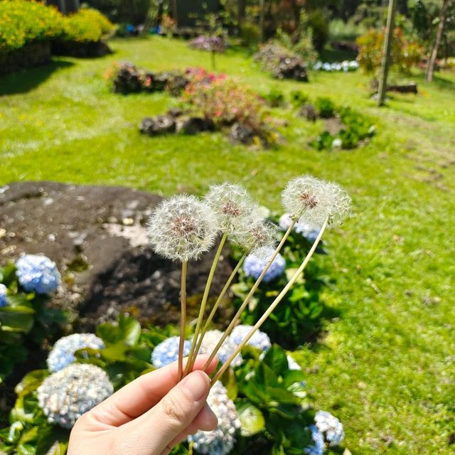 Floral Heaven in Kundasang