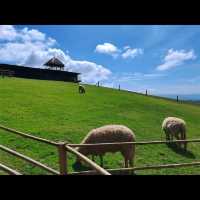 Akha Farmville🐑