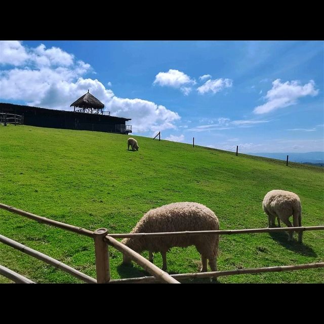 Akha Farmville🐑