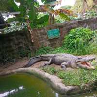 visit crocodile