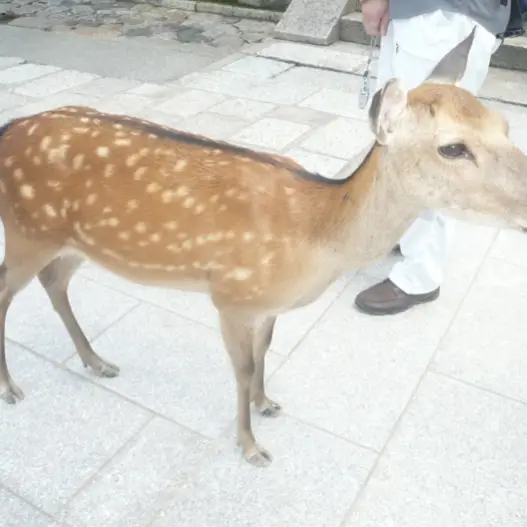 來看看小鹿 奈良輕鬆一天遊