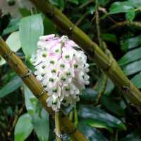 National Orchid Gardens, Singapore