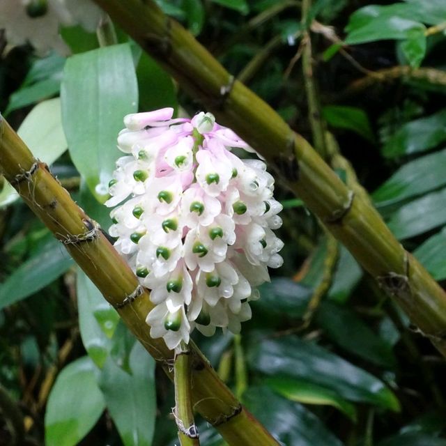 National Orchid Gardens, Singapore