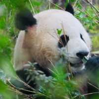 CUDDLY GIANT PANDAS 