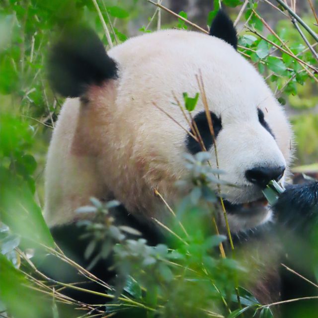 CUDDLY GIANT PANDAS 