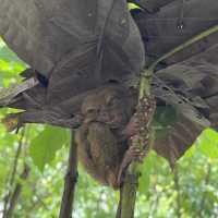 Tarsier @ Bohol, Philippines