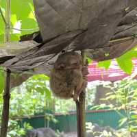 Tarsier @ Bohol, Philippines