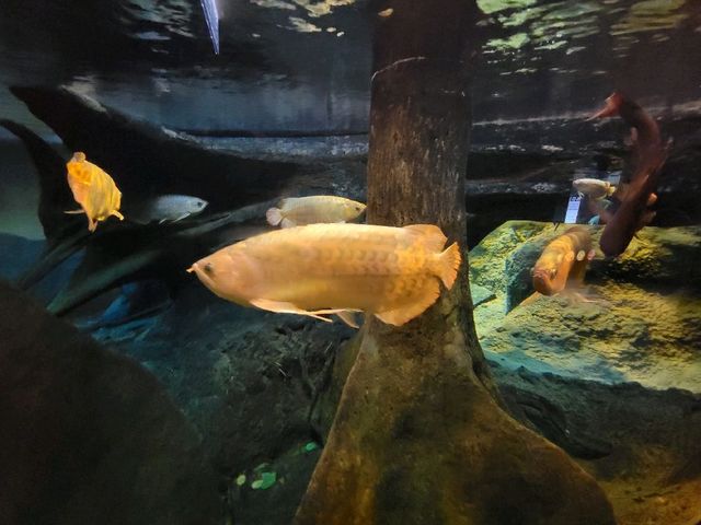 候鳥天堂。香港濕地公園 Hong Kong Wetland Park
