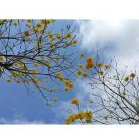 春暖花開・疫情下一點色彩。南昌公園