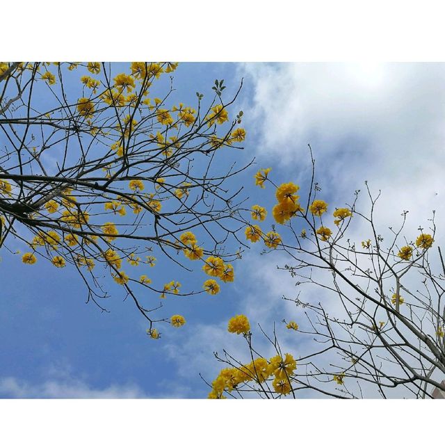 春暖花開・疫情下一點色彩。南昌公園