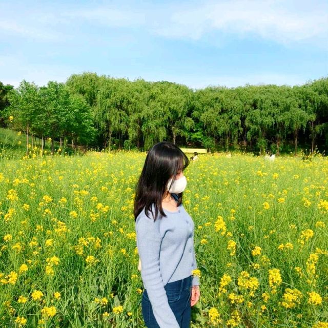 대구에서 유채꽃 감성 느끼기 [두류공원 유채꽃밭]