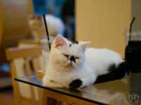 🐱 Cool Cat Cafe' คาเฟ่น้อนเหมียวใกล้มอชอ 🐱