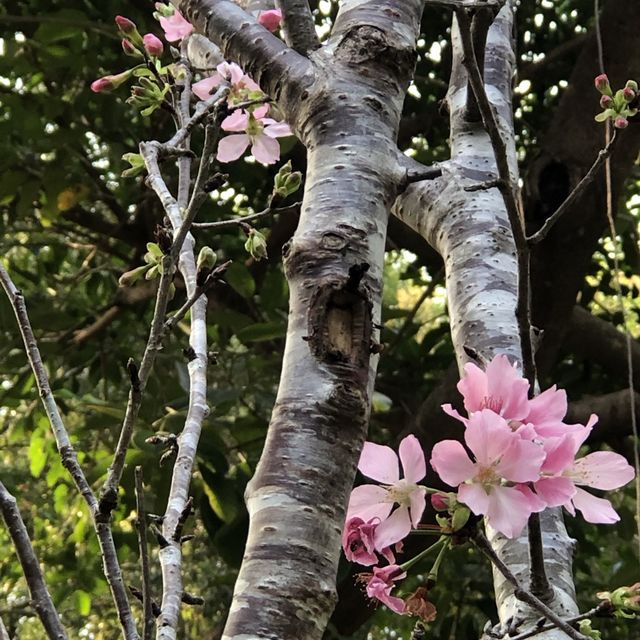 城門谷公園🌸賞賞吉野櫻