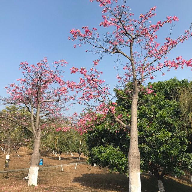 松山湖一片歐洲自然氣息