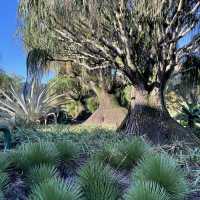 보타닉가든-마운틴쿠사 : Brisbane Botanic Gardens