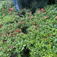 賞花看海好去處👍