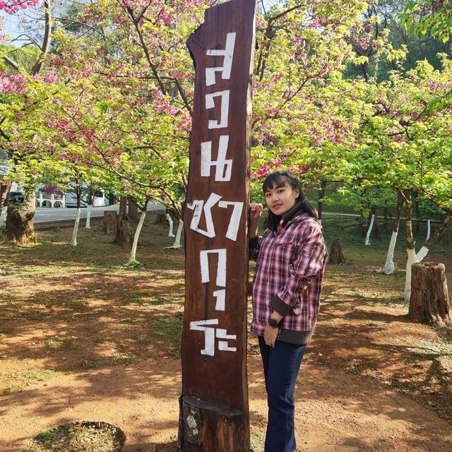 ดอยอ่างขาง โครงการหลวง ซากุระเมืองไทย