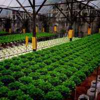 The Big Red Strawberry Farm At Cameron